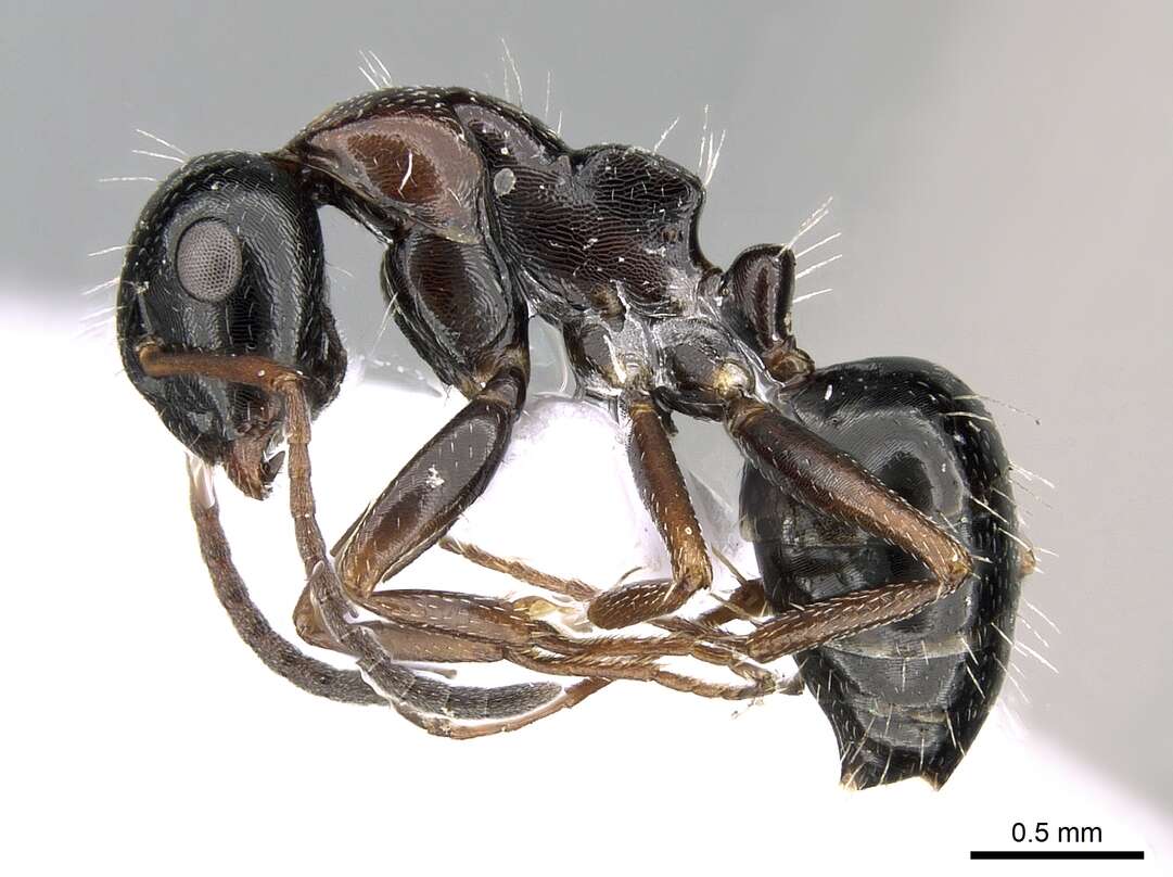 Слика од Camponotus candiotes Emery 1894