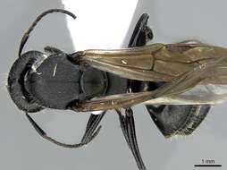 Image of Camponotus kiesenwetteri (Roger 1859)