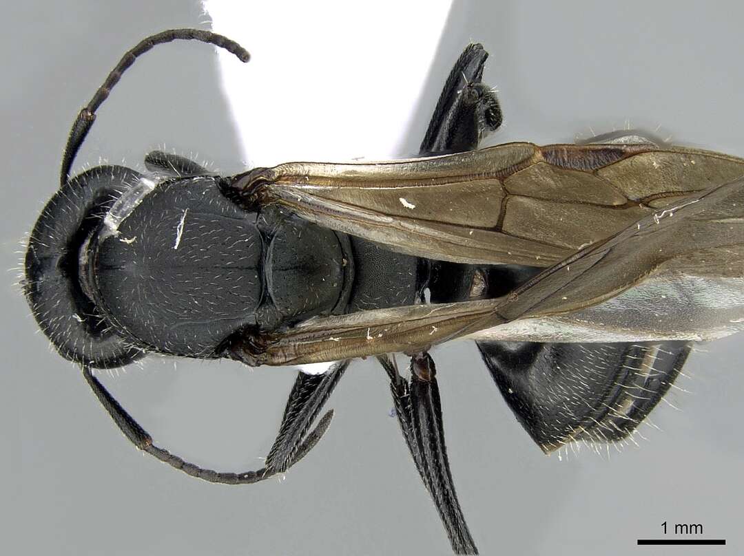 Image of Camponotus kiesenwetteri (Roger 1859)