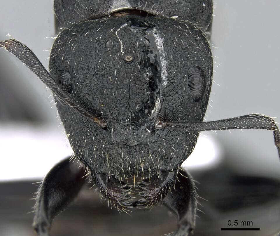 Image of Camponotus kiesenwetteri (Roger 1859)