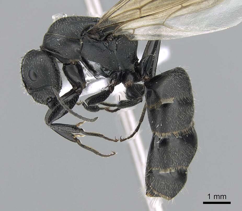 Image of Camponotus kiesenwetteri (Roger 1859)