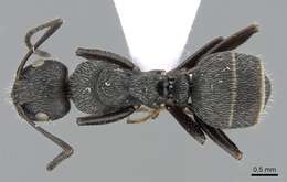 Image of Camponotus kiesenwetteri (Roger 1859)