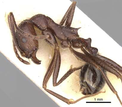 Image of Aphaenogaster balcanica (Emery 1898)