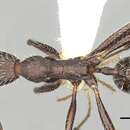 Image of Aphaenogaster semipolita (Nylander 1856)