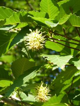 Слика од Fagus crenata Blume