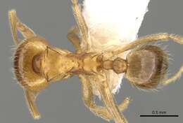 Image of Lophomyrmex quadrispinosus (Jerdon 1851)