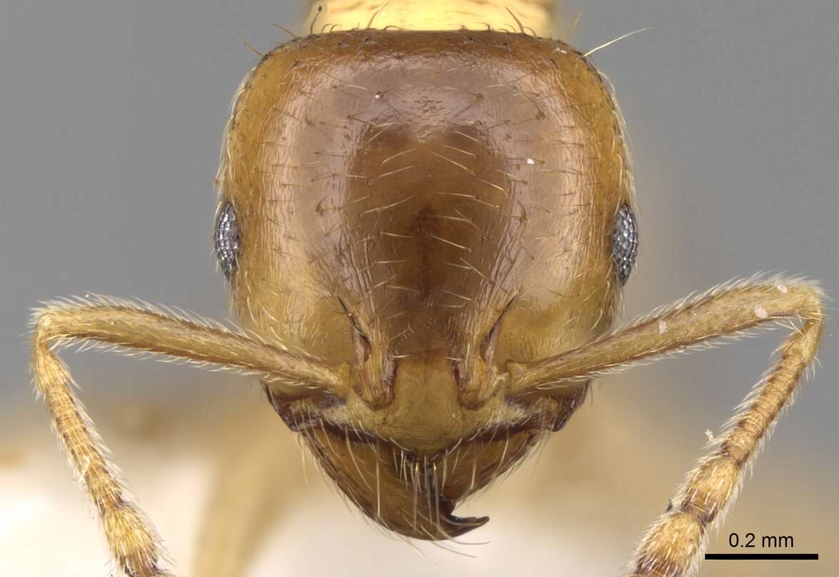 Image of Lophomyrmex quadrispinosus (Jerdon 1851)