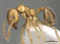 Image of Lophomyrmex quadrispinosus (Jerdon 1851)