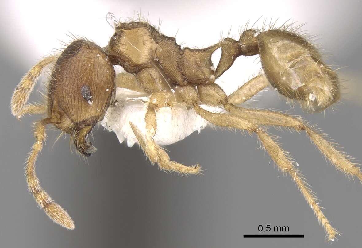 Image of Lophomyrmex opaciceps Viehmeyer 1922