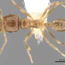 Image of Lophomyrmex lucidus Menozzi 1930