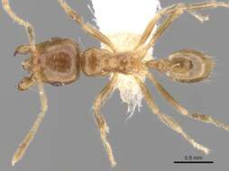 Image of Lophomyrmex lucidus Menozzi 1930