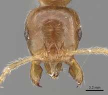 Image of Lophomyrmex lucidus Menozzi 1930