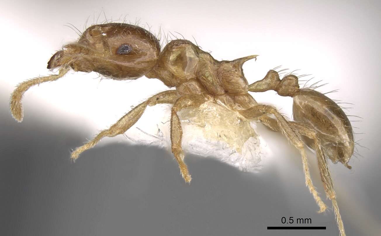 Image of Lophomyrmex lucidus Menozzi 1930