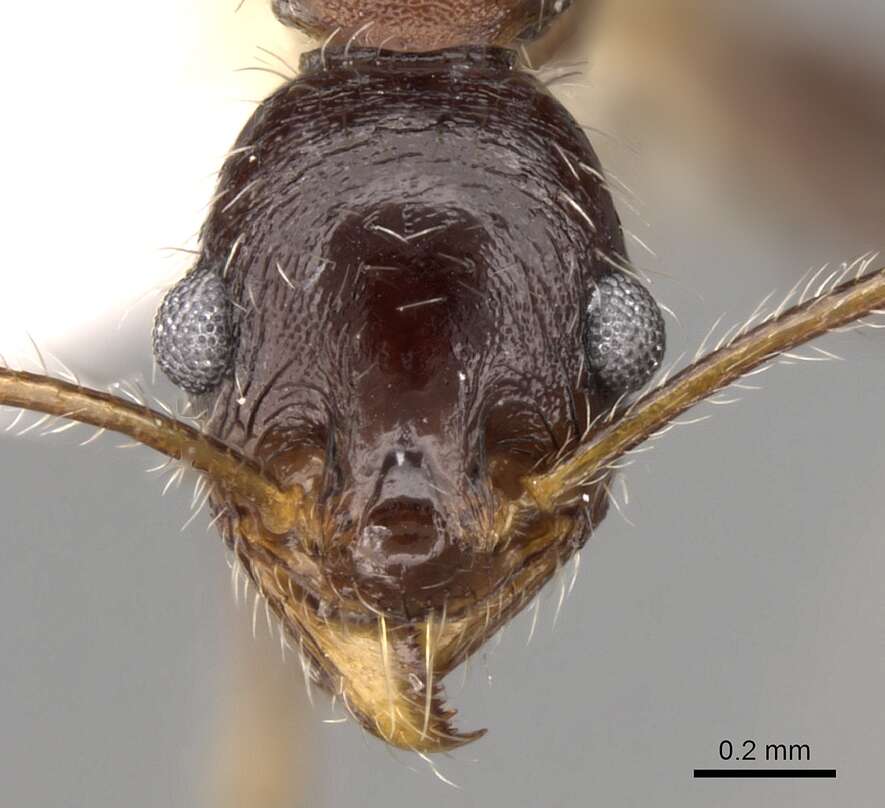 Image de Pheidole rugaticeps Emery 1877