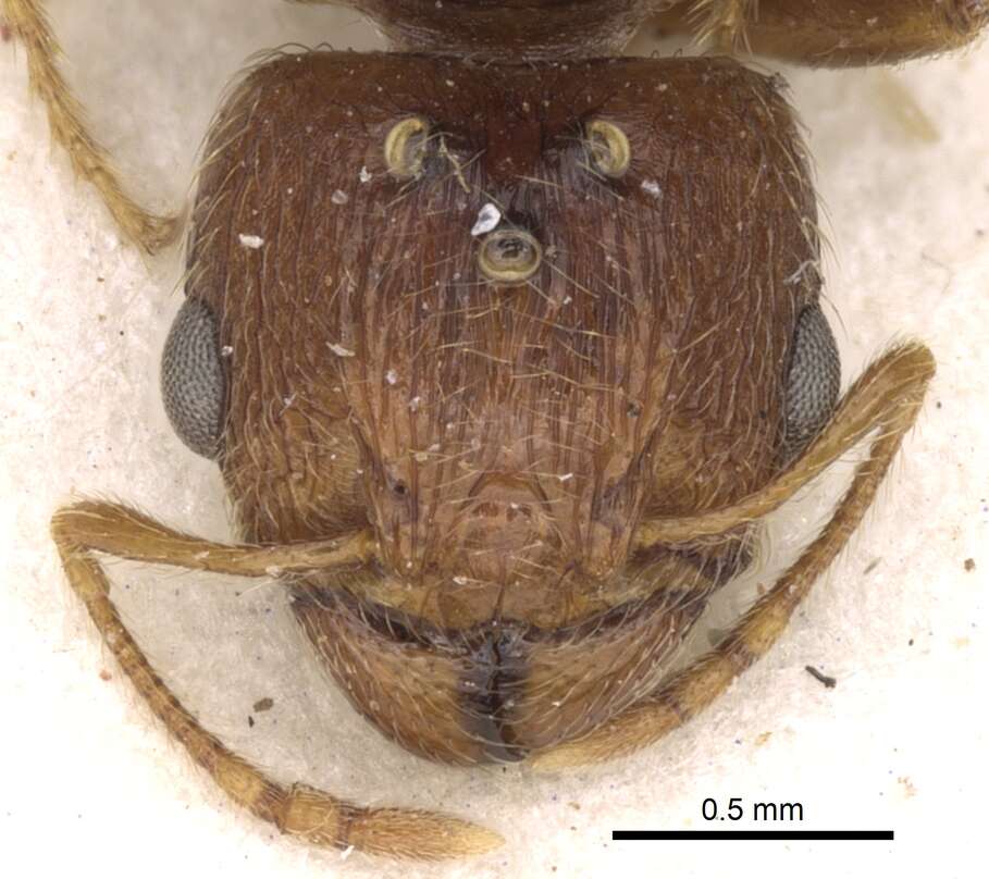 Image of Pheidole kitschneri Forel 1910