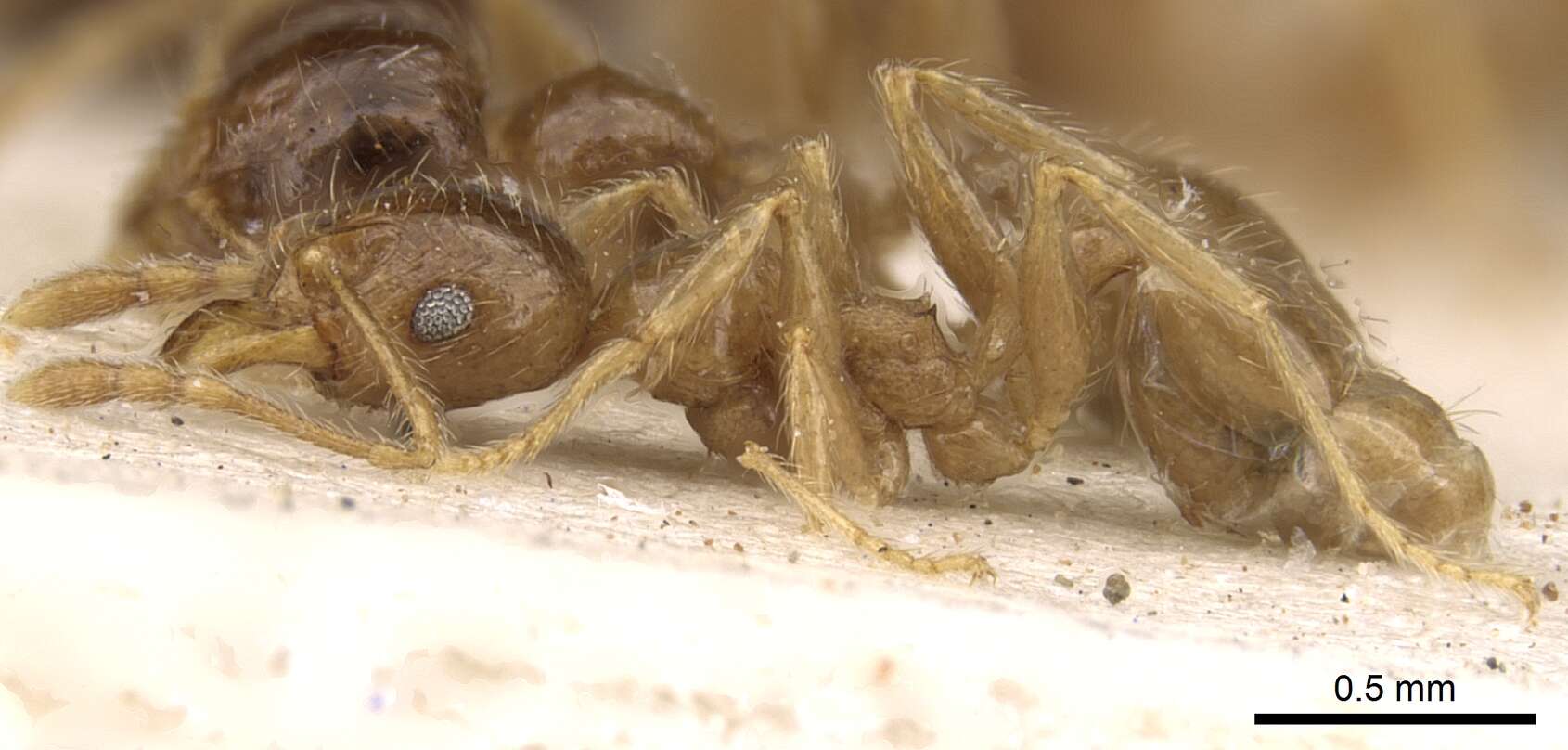 Image of Pheidole kitschneri Forel 1910