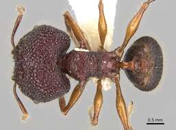 Image of Pheidole quadrensis Forel 1900