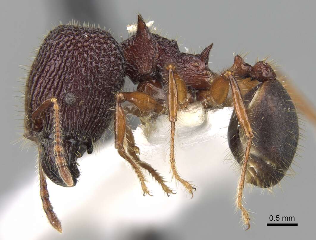 Image of Pheidole quadrensis Forel 1900