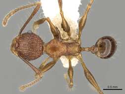 Image of Pheidole quadrensis Forel 1900