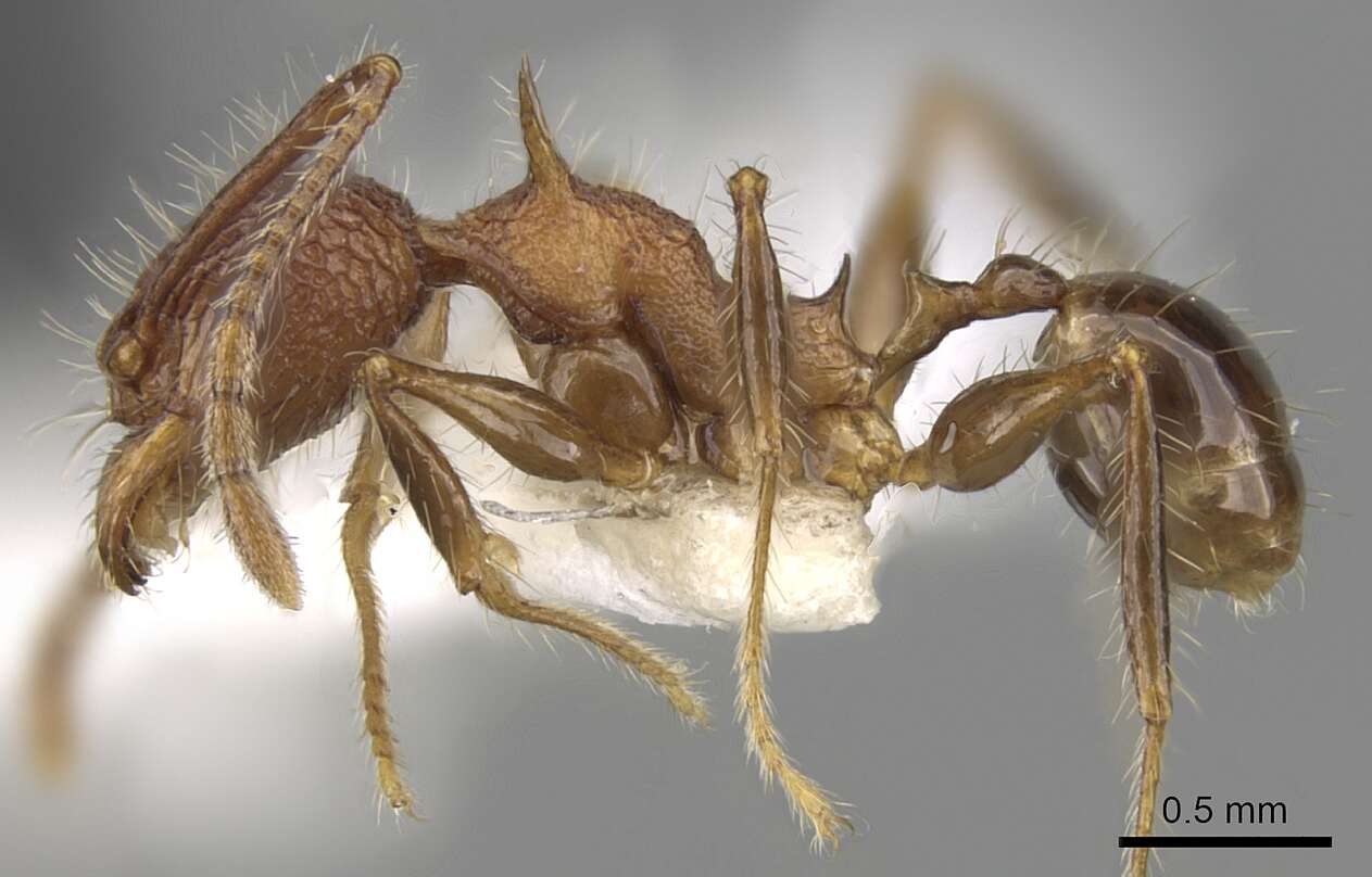 Image of Pheidole quadrensis Forel 1900