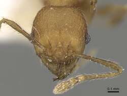 Pheidole aristotelis Forel 1911的圖片