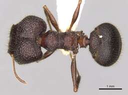 Image of Pheidole spathifera Forel 1902