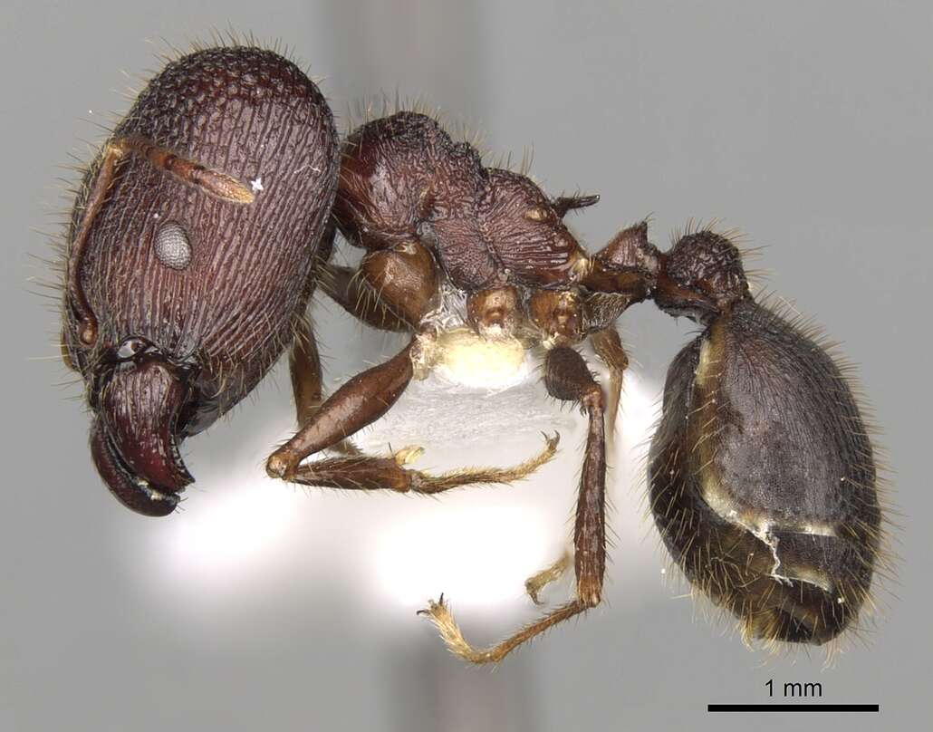 Image of Pheidole spathifera Forel 1902