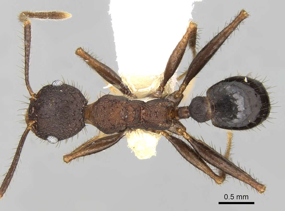 Image of Pheidole spathifera Forel 1902