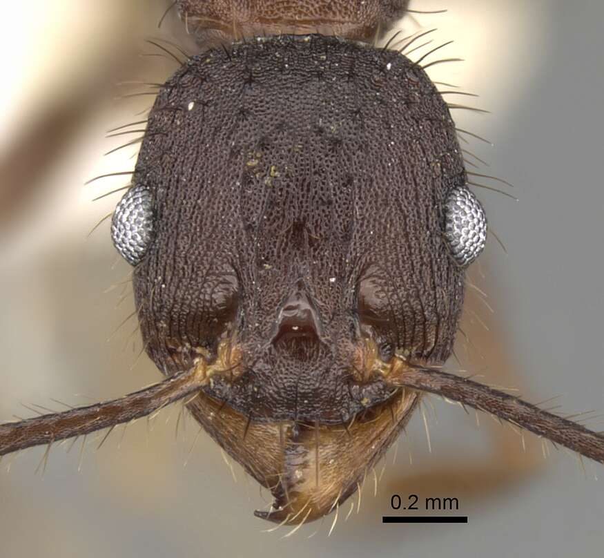 Image of Pheidole spathifera Forel 1902