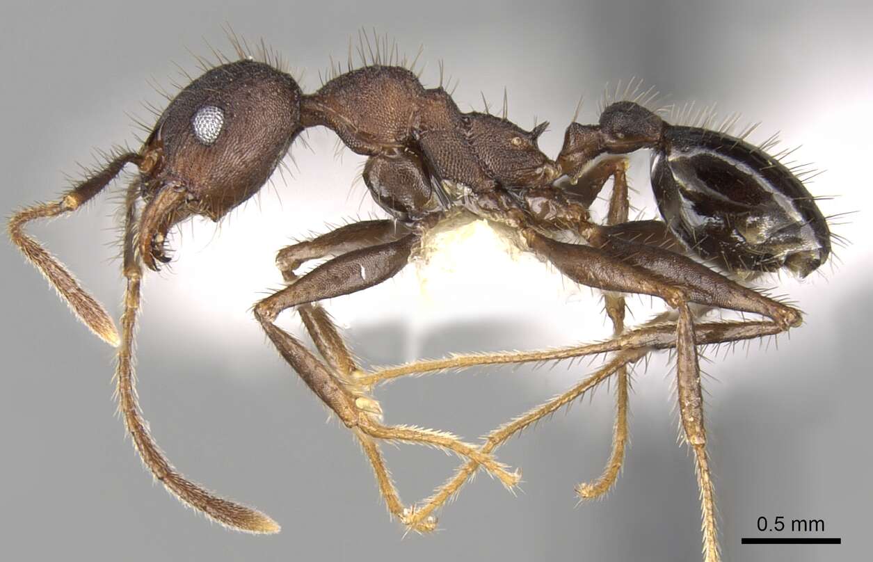 Image of Pheidole spathifera Forel 1902