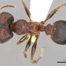 Image of Pheidole sharpi Forel 1902