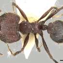 Image of Pheidole fergusoni Forel 1902