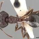 Image of Pheidole latinoda Roger 1863