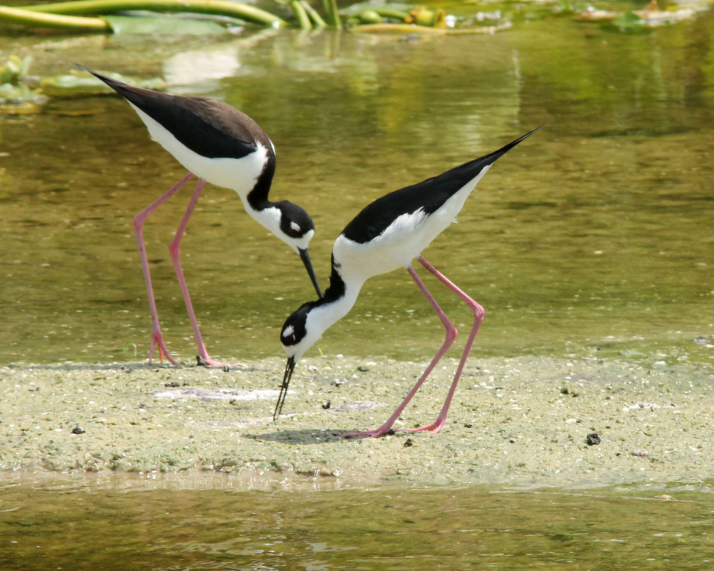 Image of Black-necked Stilt