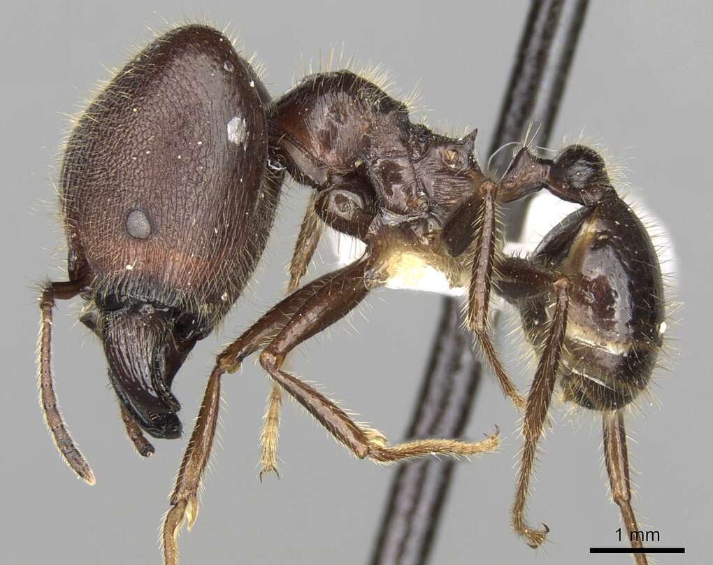 Pheidole smythiesii Forel 1902 resmi