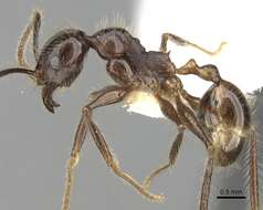 Pheidole smythiesii Forel 1902 resmi