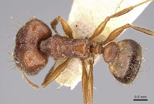 Image of Pheidole horni Emery 1901