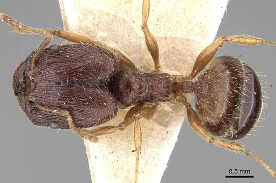 Image of Pheidole sulcaticeps Roger 1863