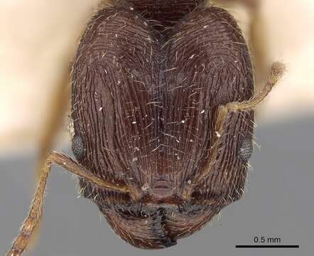 Image of Pheidole sulcaticeps Roger 1863