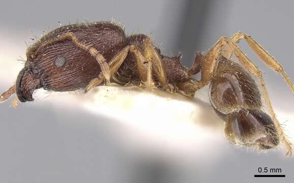 Image of Pheidole sulcaticeps Roger 1863