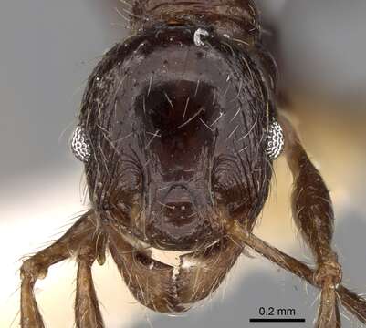 Image of Pheidole sulcaticeps Roger 1863