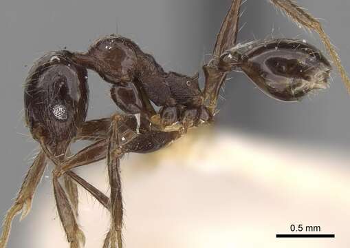 Image of Pheidole sulcaticeps Roger 1863