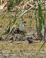 Image of Black-necked Stilt