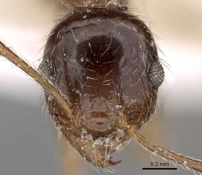 Image of Pheidole indica Mayr 1879