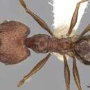 Image of Pheidole aglae Forel 1913