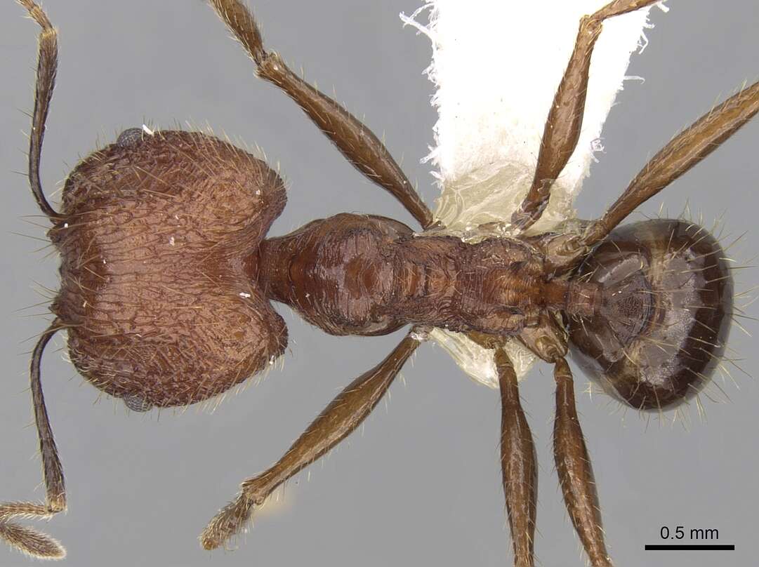 Image of Pheidole aglae Forel 1913