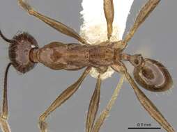 Image of Pheidole aglae Forel 1913