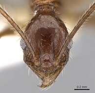 Image of Pheidole aglae Forel 1913