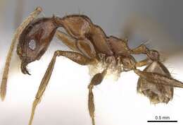 Image of Pheidole aglae Forel 1913