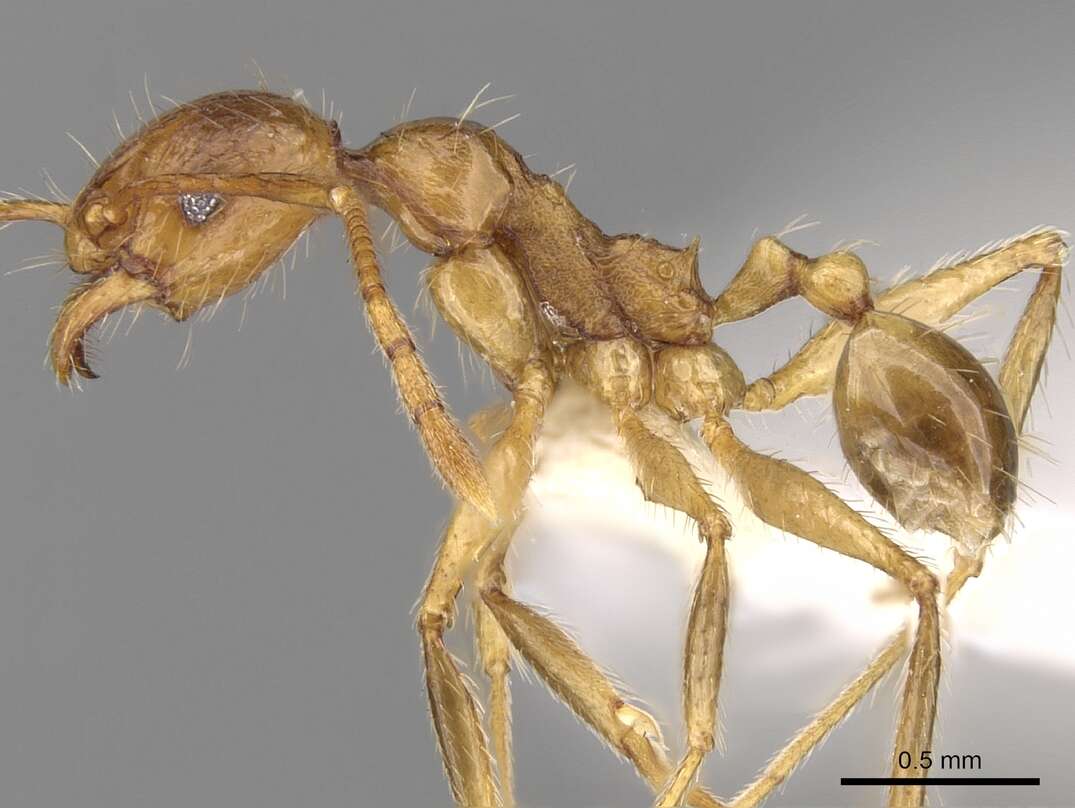 Image of Pheidole inornata